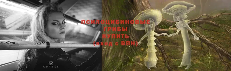 мега как зайти  сколько стоит  Новое Девяткино  Псилоцибиновые грибы Cubensis 